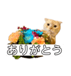 きなことおもち②（個別スタンプ：2）