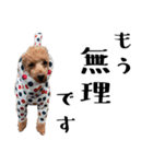 かわいい犬のサリーとライアン（個別スタンプ：2）