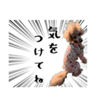 かわいい犬のサリーとライアン（個別スタンプ：9）