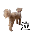 かわいい犬のサリーとライアン（個別スタンプ：13）