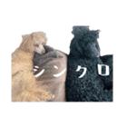 かわいい犬のサリーとライアン（個別スタンプ：14）