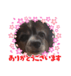 S・family（個別スタンプ：19）