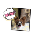 S・family（個別スタンプ：37）