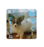 S・family（個別スタンプ：39）