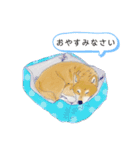 柴犬はるのすけスタンプ（個別スタンプ：6）