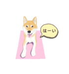 柴犬はるのすけスタンプ（個別スタンプ：9）