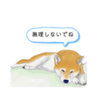 柴犬はるのすけスタンプ（個別スタンプ：21）