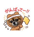 チワワのリリィさん(着ぐるみ)（個別スタンプ：1）
