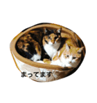 茶々丸、マル、ときどきキキ（個別スタンプ：10）