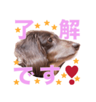 ダックスのてんちゃん（個別スタンプ：1）