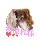 ダックスのてんちゃん（個別スタンプ：4）
