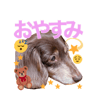 ダックスのてんちゃん（個別スタンプ：7）