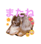 ダックスのてんちゃん（個別スタンプ：8）
