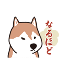 犬のワンザブロウ（個別スタンプ：13）