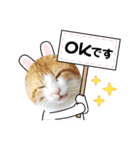 アーユルキャット8（個別スタンプ：1）
