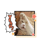 アーユルキャット8（個別スタンプ：5）
