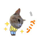 アーユルキャット8（個別スタンプ：6）