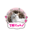 アーユルキャット8（個別スタンプ：10）
