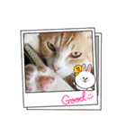 アーユルキャット8（個別スタンプ：13）