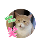 アーユルキャット8（個別スタンプ：17）