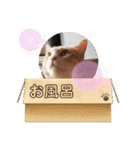 アーユルキャット8（個別スタンプ：21）