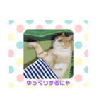 アーユルキャット8（個別スタンプ：25）