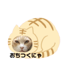 アーユルキャット8（個別スタンプ：27）