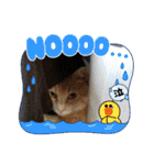 アーユルキャット8（個別スタンプ：28）