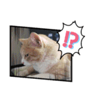 アーユルキャット8（個別スタンプ：29）