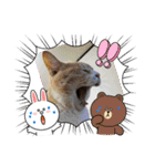 アーユルキャット8（個別スタンプ：31）