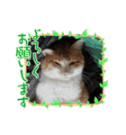 アーユルキャット8（個別スタンプ：32）