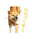 柴犬ゆげの日常 2（個別スタンプ：1）