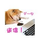 柴犬ゆげの日常 2（個別スタンプ：2）