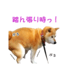 柴犬ゆげの日常 2（個別スタンプ：3）