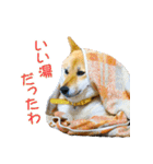 柴犬ゆげの日常 2（個別スタンプ：4）