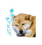 柴犬ゆげの日常 2（個別スタンプ：5）