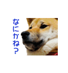 柴犬ゆげの日常 2（個別スタンプ：6）