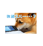 柴犬ゆげの日常 2（個別スタンプ：8）