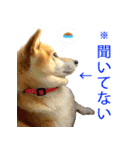 柴犬ゆげの日常 2（個別スタンプ：9）