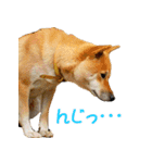 柴犬ゆげの日常 2（個別スタンプ：10）