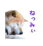 柴犬ゆげの日常 2（個別スタンプ：11）