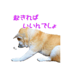 柴犬ゆげの日常 2（個別スタンプ：12）