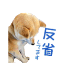 柴犬ゆげの日常 2（個別スタンプ：13）