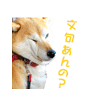 柴犬ゆげの日常 2（個別スタンプ：14）
