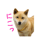 柴犬ゆげの日常 2（個別スタンプ：15）