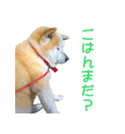 柴犬ゆげの日常 2（個別スタンプ：16）