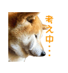 柴犬ゆげの日常 2（個別スタンプ：17）