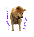 柴犬ゆげの日常 2（個別スタンプ：18）