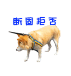柴犬ゆげの日常 2（個別スタンプ：19）