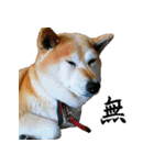 柴犬ゆげの日常 2（個別スタンプ：20）